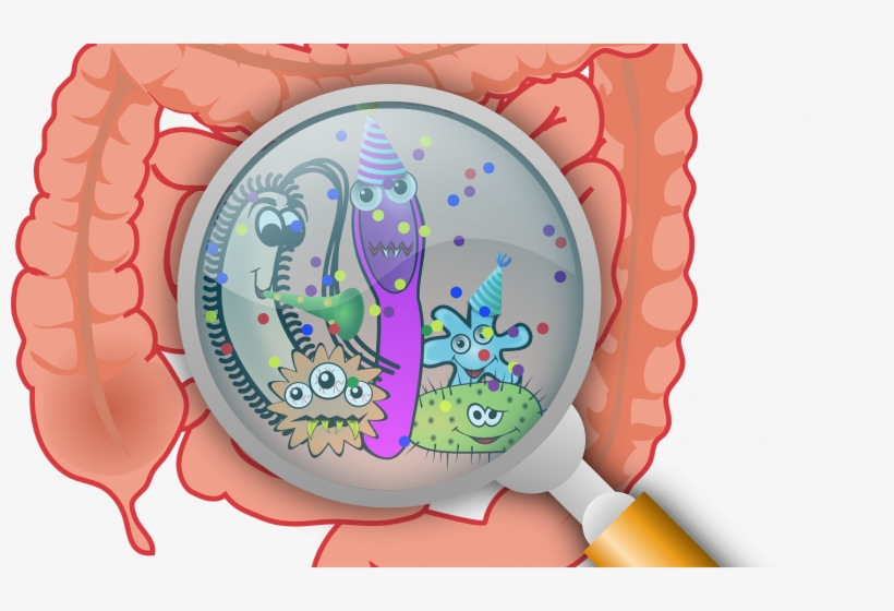 Essential Handbook To A Healthy Gut, transparent png download
