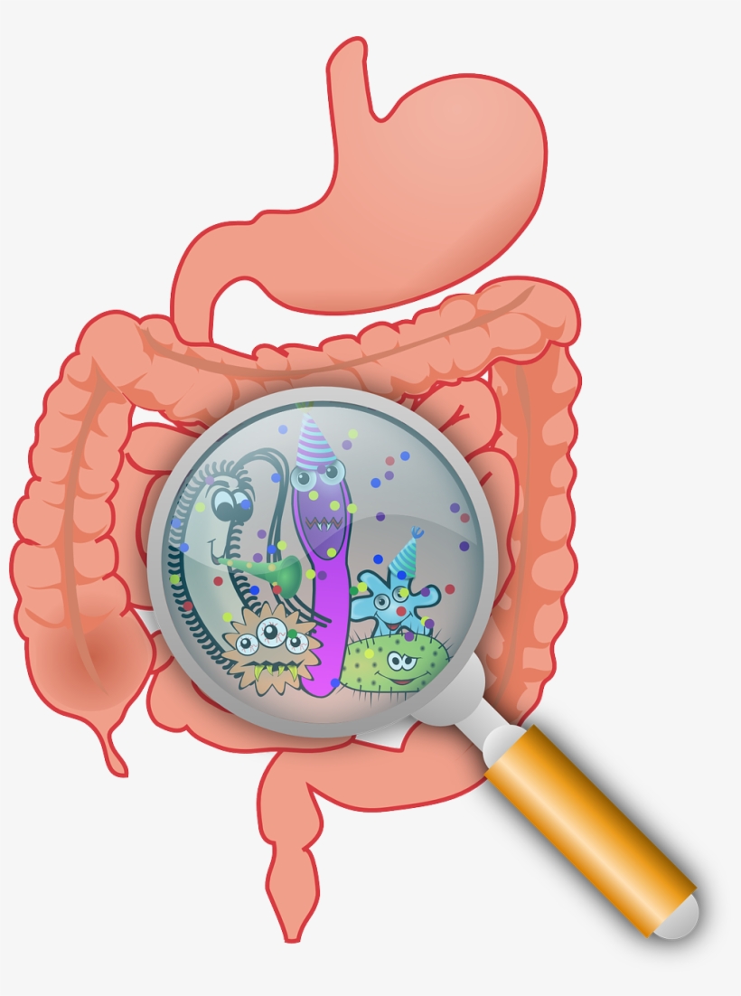 Intestinal Bacteria, transparent png download