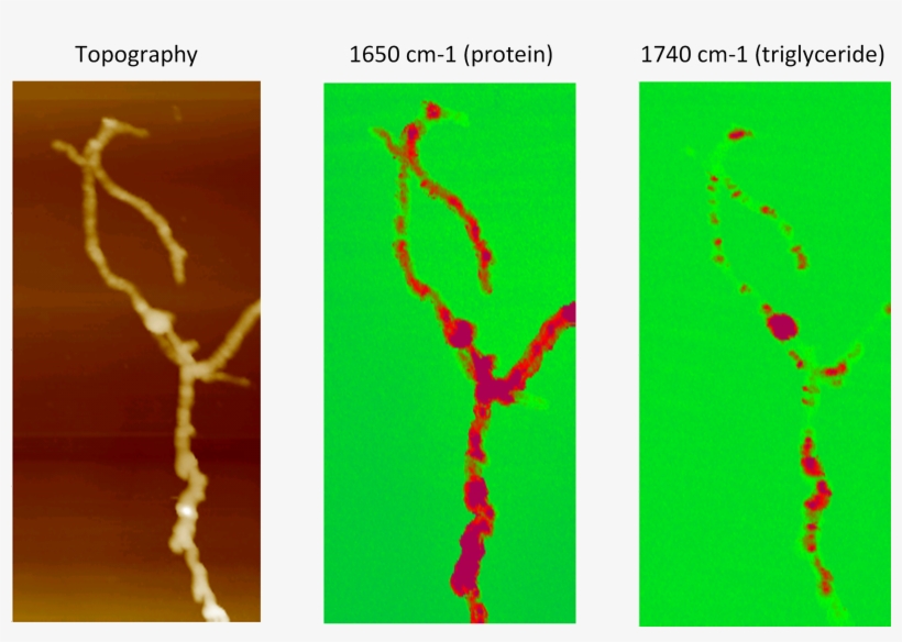 Afm-ir Of Streptomyces Bacteria - Afm-ir, transparent png download