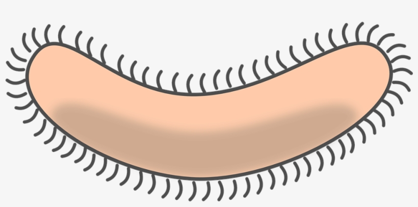 Bacteria Clipart Transparent Background - Bacterium Clipart, transparent png download