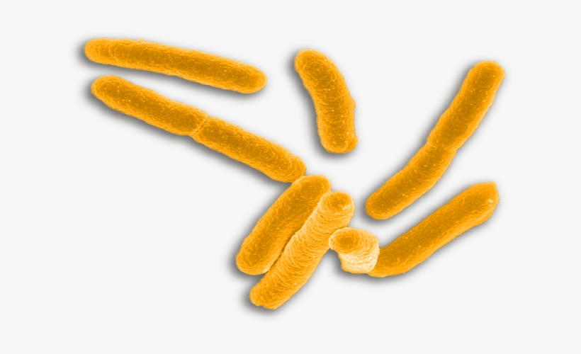 “syphilis Can Have Very Serious Complications When - Gonorrhea, transparent png download