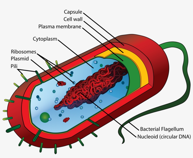 Average Prokaryote Cell- En - Prokaryotic Cell Diagram, transparent png download