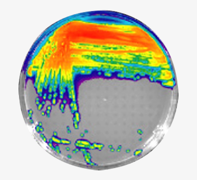 Aeruginosa Bioluminescent Bacteria - Pseudomonas Aeruginosa Bioluminescence, transparent png download
