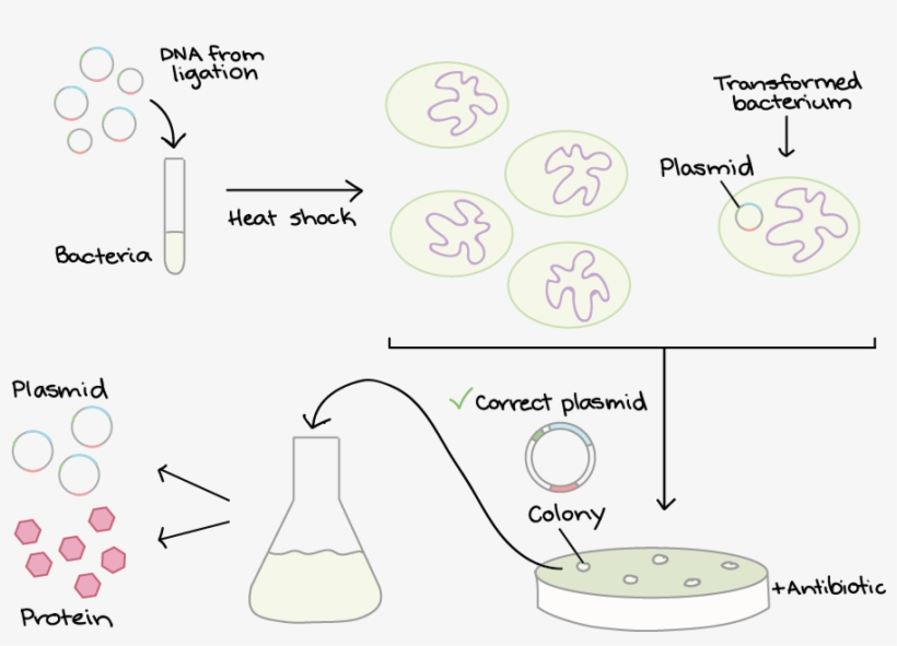 Specially Prepared Bacteria Are Mixed With Dna - Diagram, transparent png download
