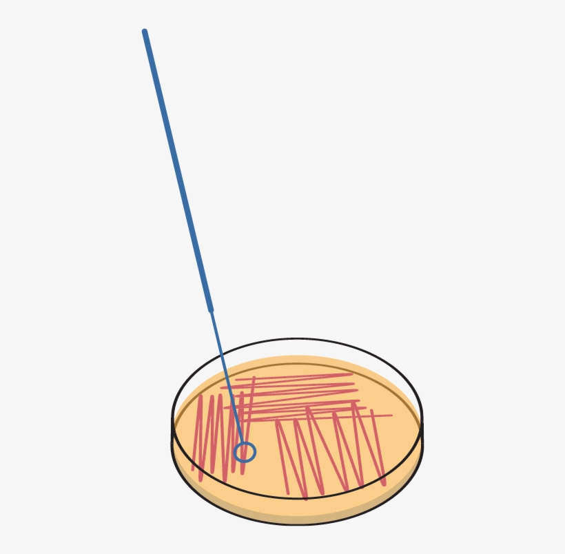 Protocol - Bacteria, transparent png download