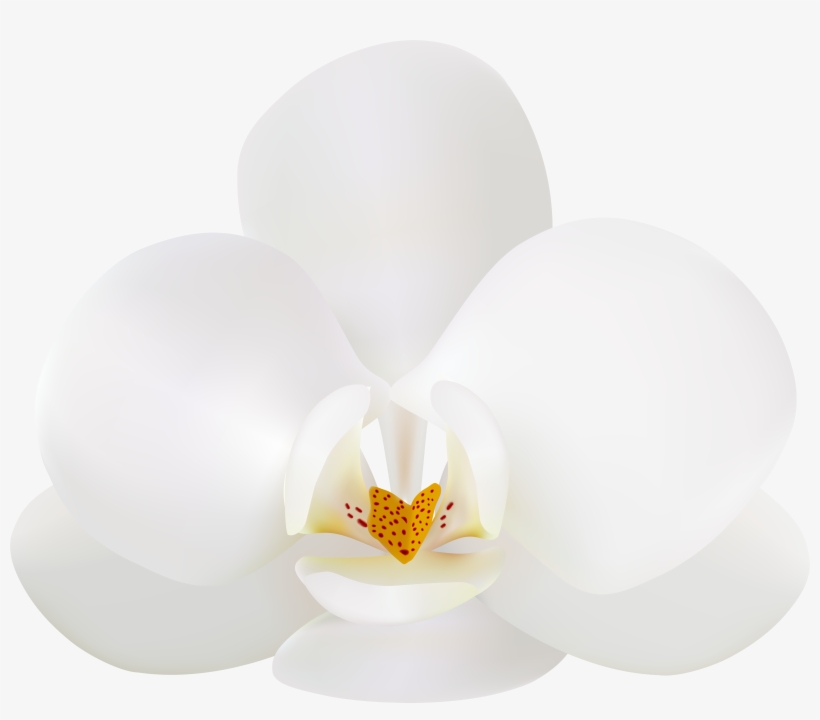 0, - White Orchid Clip Art, transparent png download