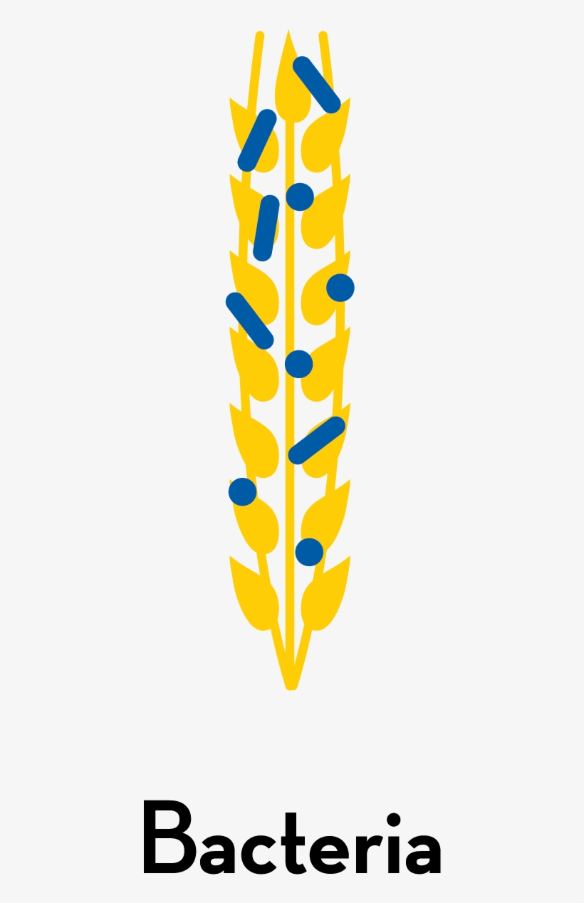 Bacteria, transparent png download