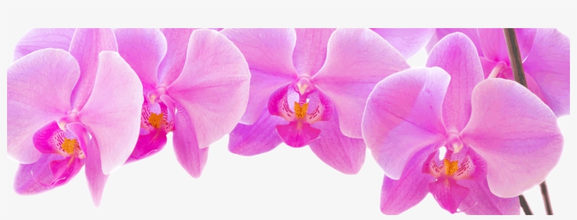 Faq - Dreisbach Wholesale Florists, transparent png download