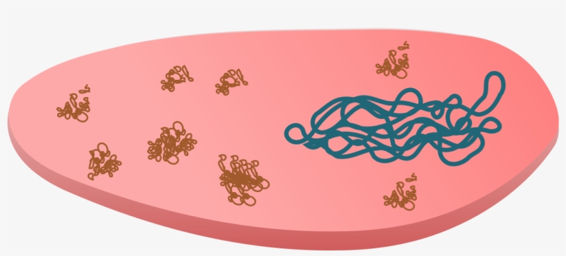 This Free Icons Png Design Of Inclusion Body In Cloned, transparent png download