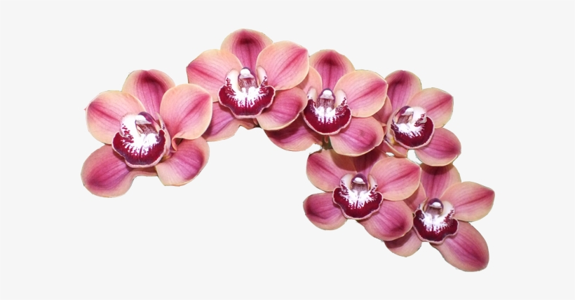 Orchid Transparent Cymbidium Clip Art Free Download - Cymbidium Png, transparent png download
