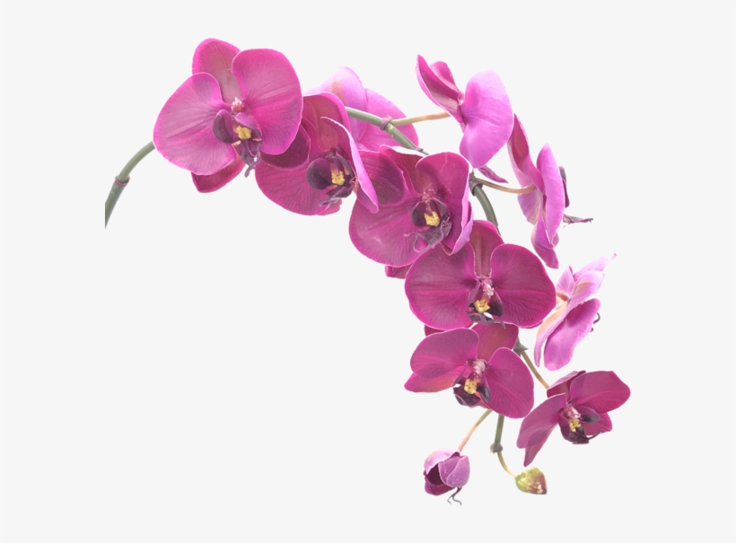 Singapore Orchids, transparent png download