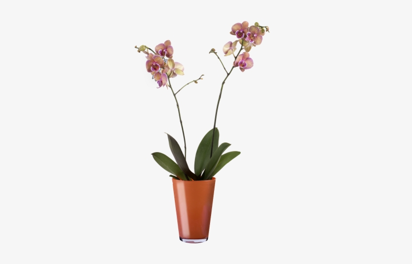 Cream Tiger Orchid - Orchidee, transparent png download