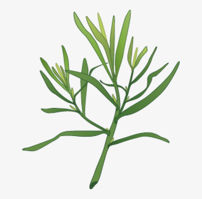 Graphic Design Tarragon Fan Board Pinterest Illustrators - Dill Clipart, transparent png download