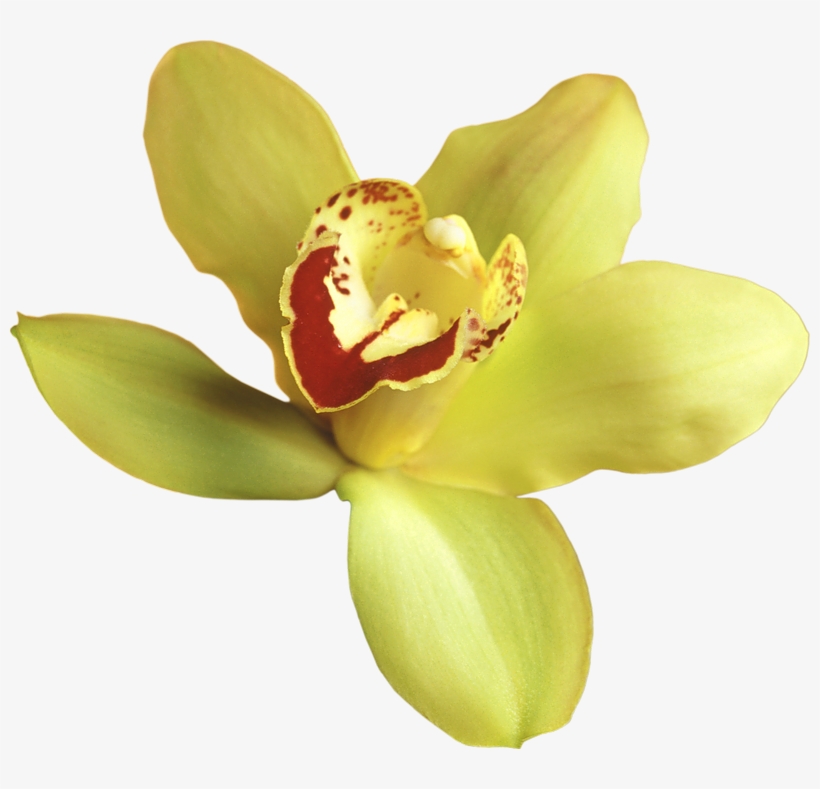 Yellow Orchid Transparent Background, transparent png download