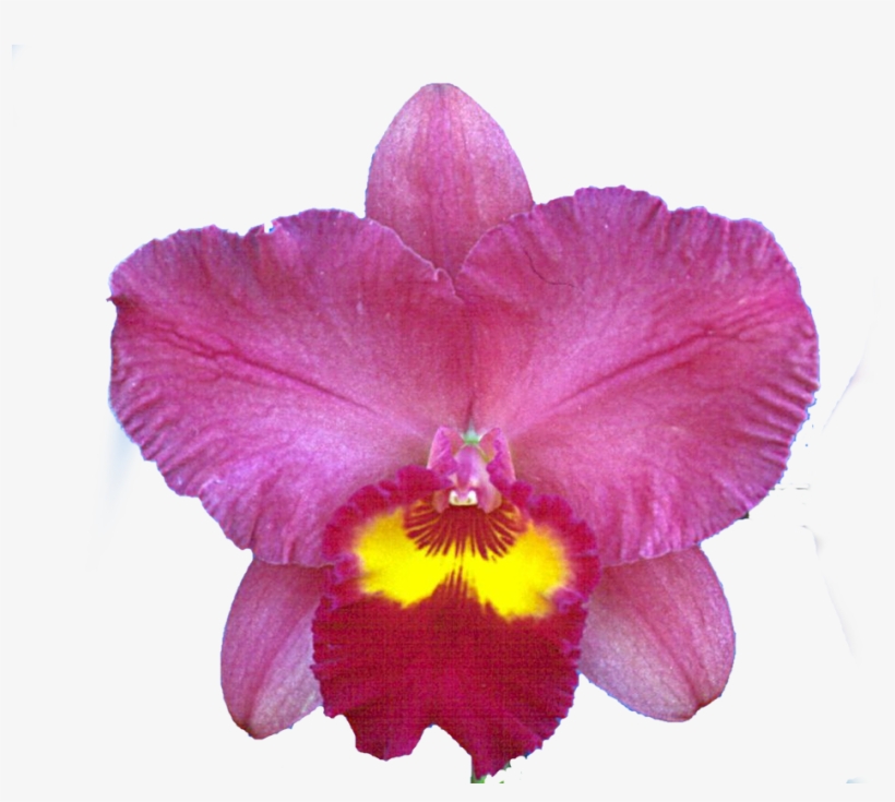 Cattleya Orchid Png, transparent png download