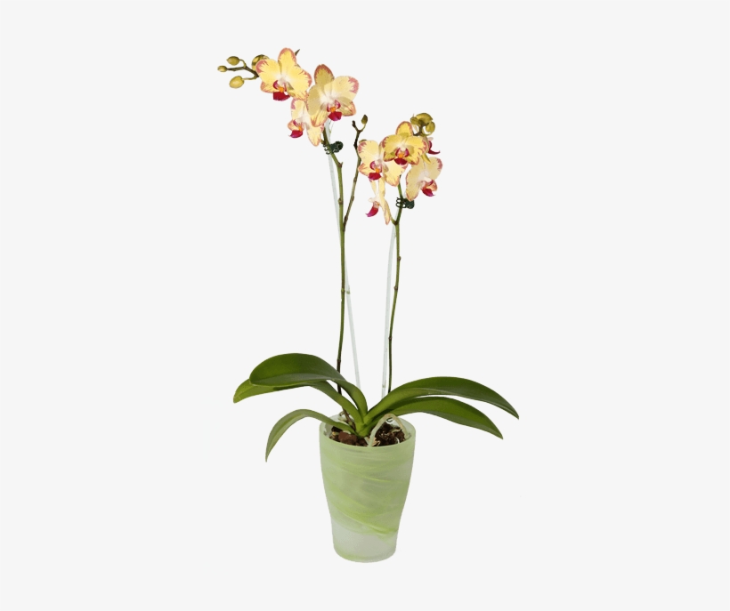 Phalaenopsis Orchid, Green Pot • - Pot Orchid Png Transparent, transparent png download