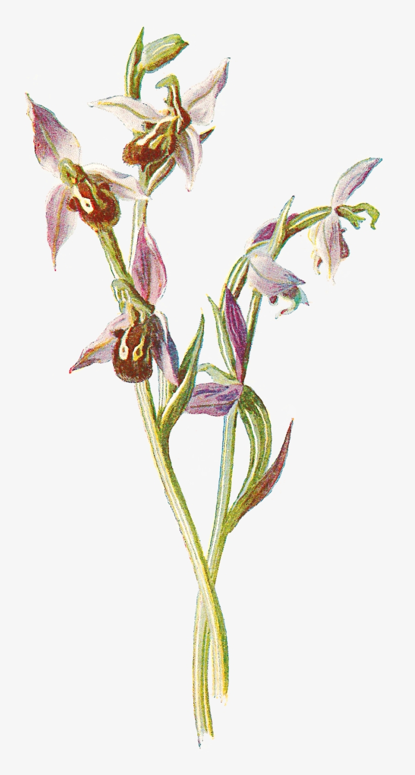 Free Digital Wildflower - Orchids, transparent png download