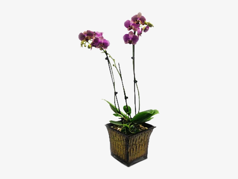 Majestic Orchid - Orchids, transparent png download
