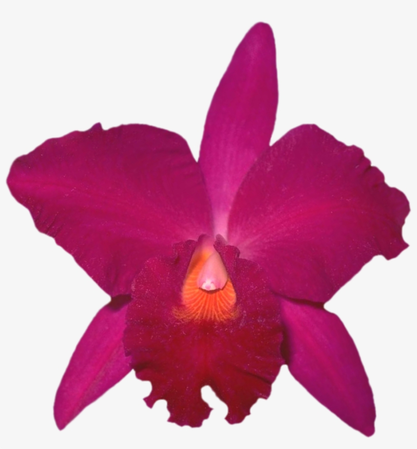 &1041&1083&1086&1075 Png Beautiful Orchids Flower Clipart - Laelia, transparent png download