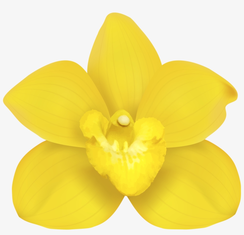 Moth Orchids Narcissus Yellow Petal, transparent png download