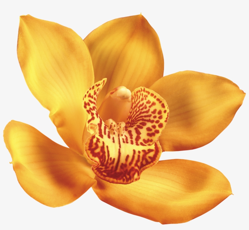 Png Клипарт "beautiful Orchids Flower" - Orquideas De Colores Png, transparent png download