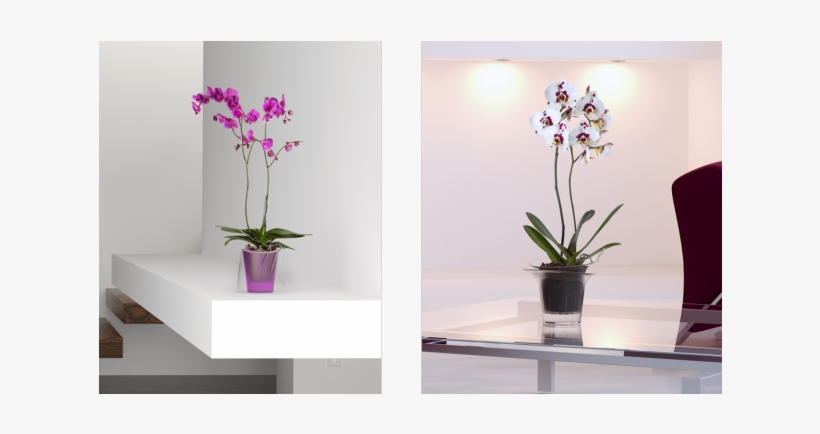 Hobby Flower Adel, transparent png download