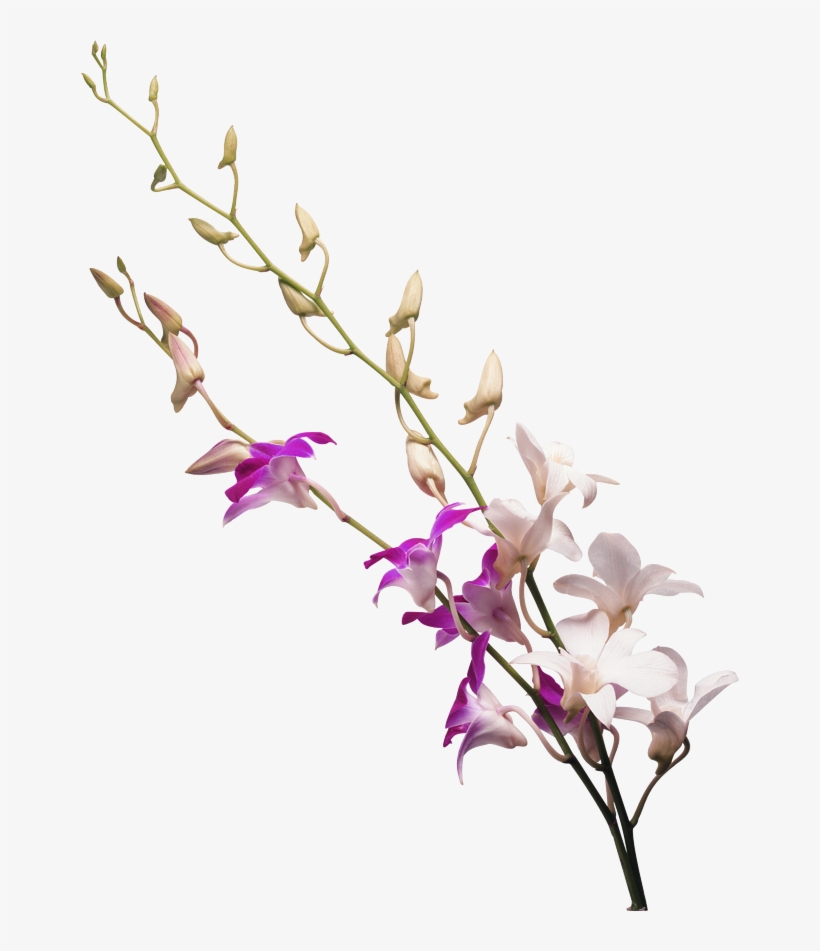 Milk White Flower Transprent - Today I Will Not Die [book], transparent png download