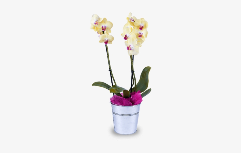 Mystic Star - Orchids, transparent png download