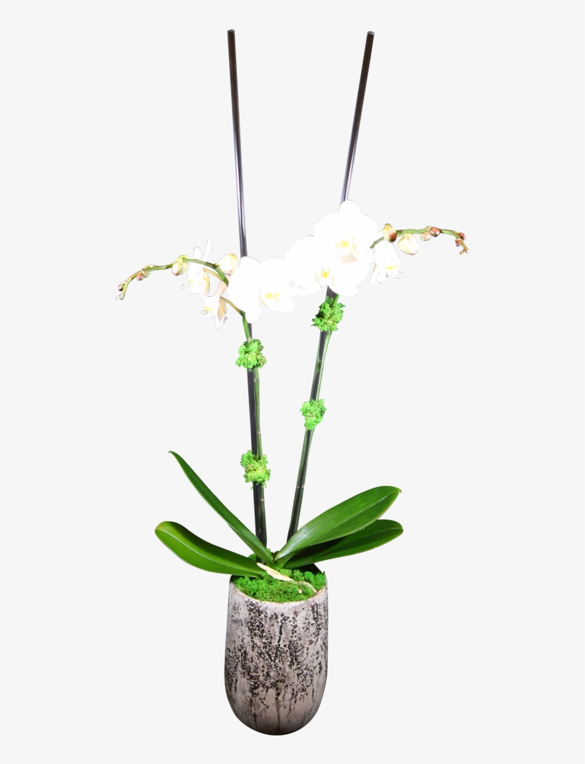 Double-stem Phaelanopsis Orchid - Orchids, transparent png download