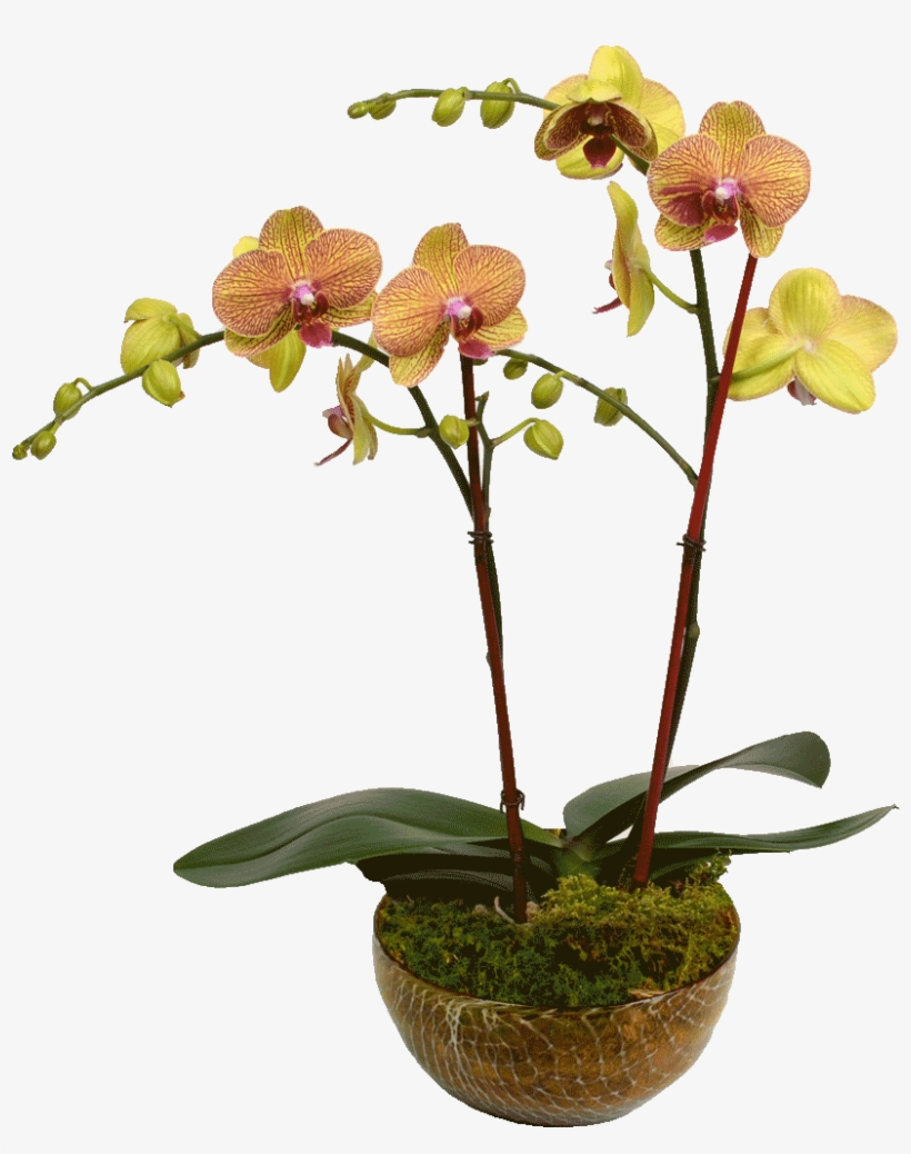 Elegant Double Stem Orchid - Orchids, transparent png download