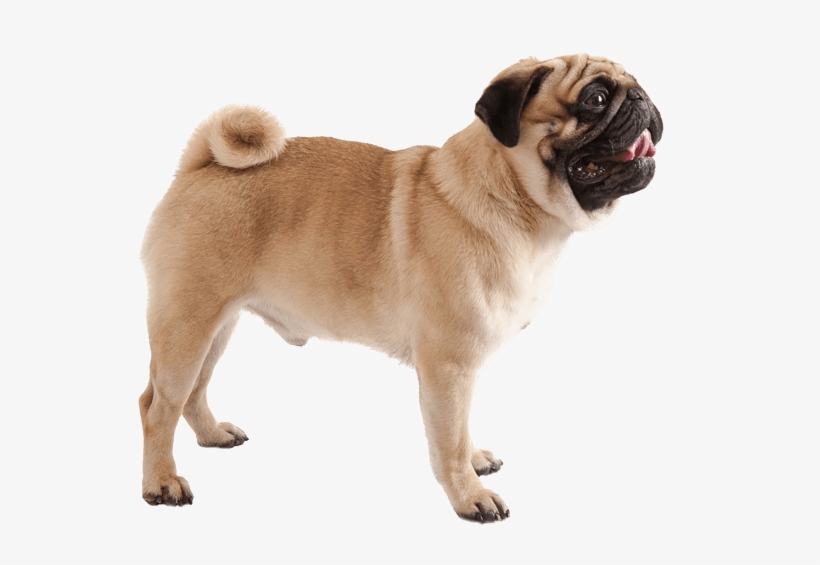 Appearance Of Pug - Pug Appearance, transparent png download