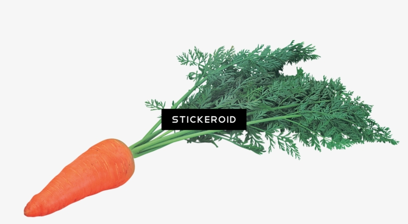 Carrots Carrot - Carrot, transparent png download