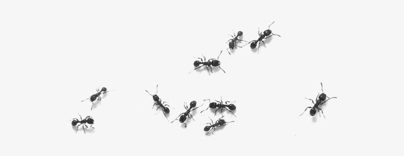 Buffalo Exterminators - Avoir Des Fourmis Dans Les Pieds, transparent png download