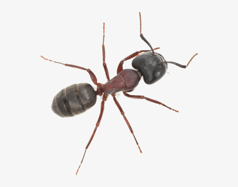 An Ant - One Hour Pest Control, transparent png download