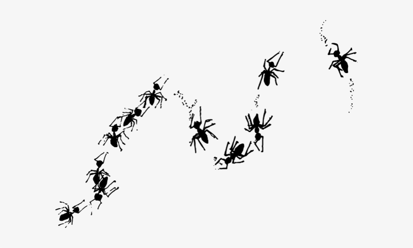 C/o School Of Ants Australia Department Of Zoology - Ant Trail Transparent Background, transparent png download