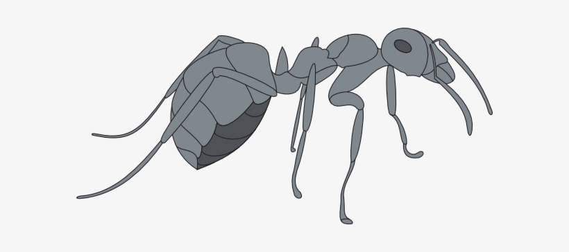 3d Gray Ant Svg Clip Arts 600 X 284 Px, transparent png download