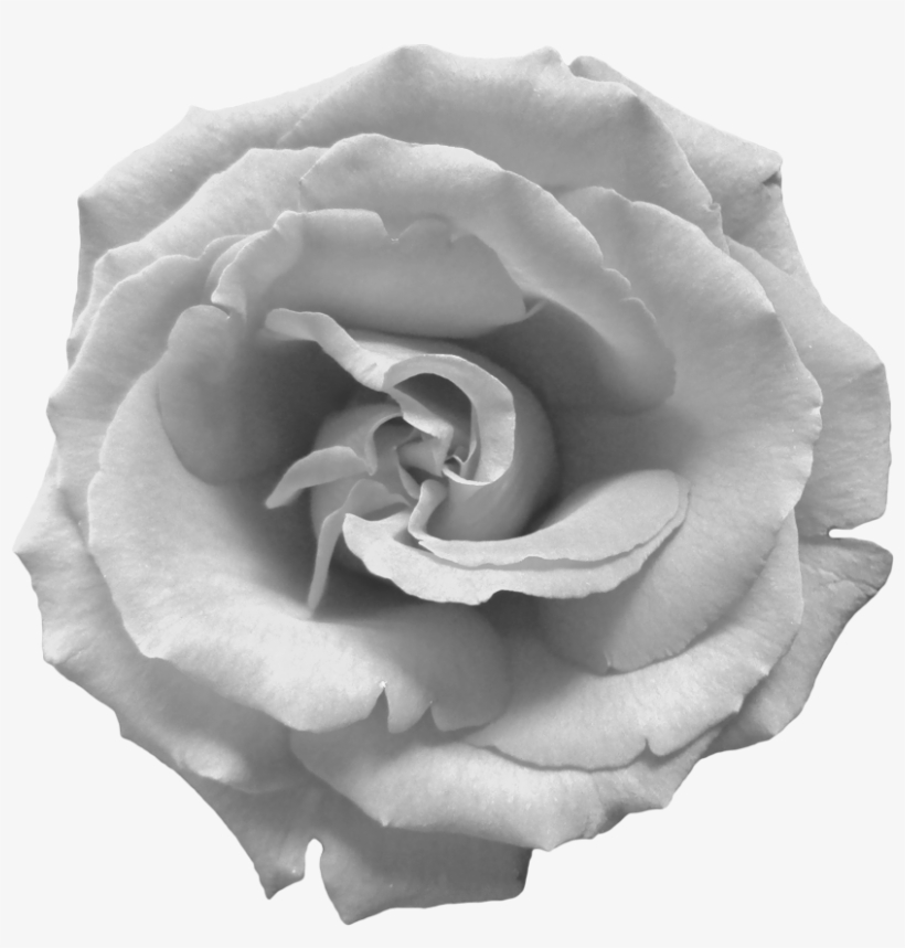 Black And White Rose Png - Black And White Roses Png, transparent png download