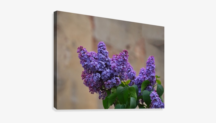 Lilac Trees Purple Flowers Canvas Print - Canvas Print, transparent png download