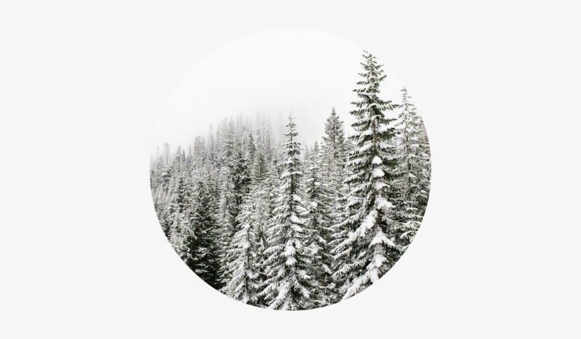 Frosted-cliff - Spruce-fir Forest, transparent png download