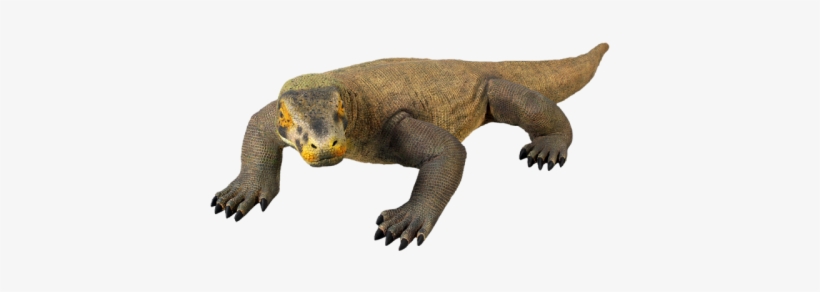 Komodo Dragon Png Picture - Dragon De Komodo Png, transparent png download