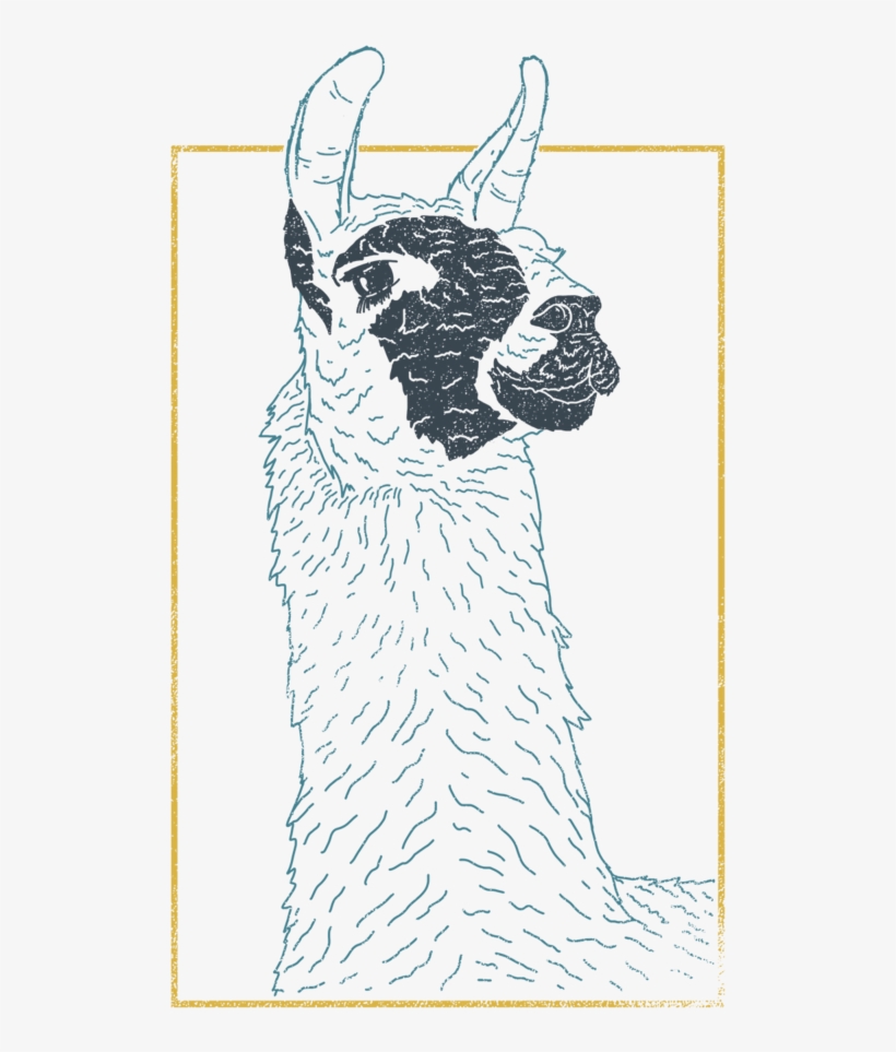 Ecuador-llama - Llama, transparent png download