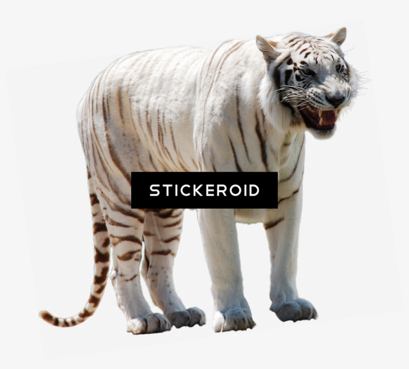 White Tiger - Tiger White Png, transparent png download
