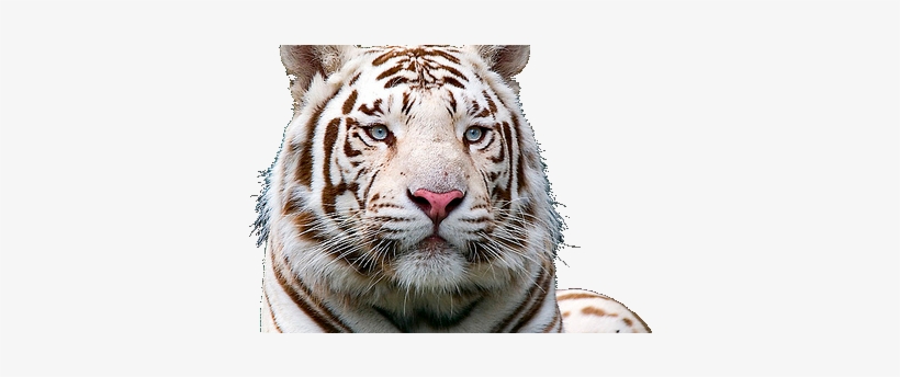 Women White Tiger Cabochon Glass Pendant Necklace, transparent png download