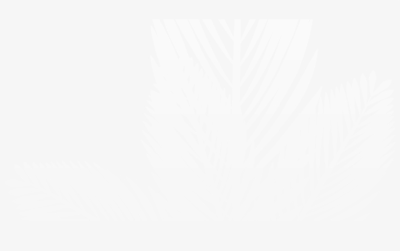 Bg-fern - Monochrome, transparent png download