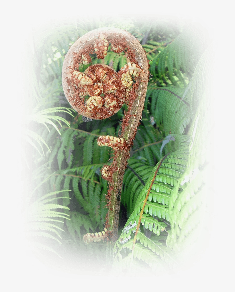 The Koru Is Seen As A Metaphor Of The Way Life Is Ever - Silver Fern, transparent png download