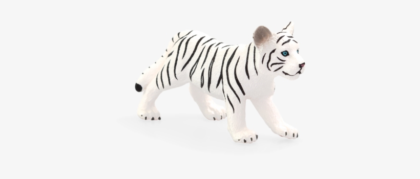 White Tiger Cub Standing - White Tiger, transparent png download