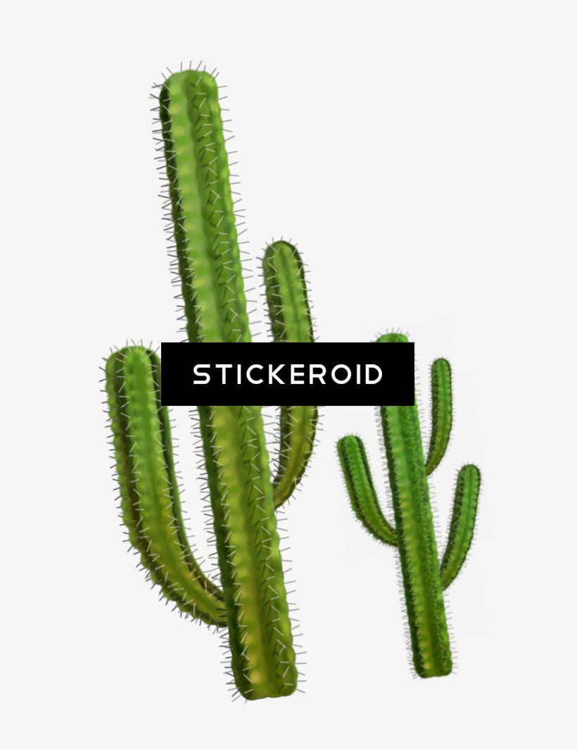 Cactus - Cactus Png, transparent png download