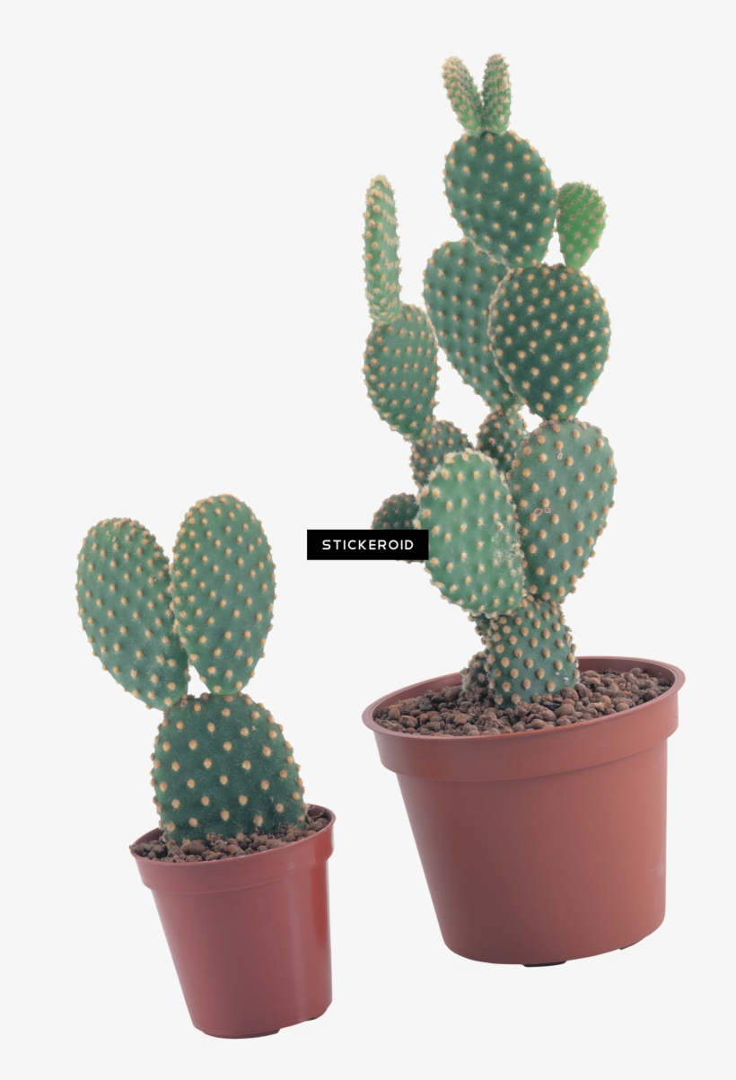 Cactus - Kaktüs Saksı, transparent png download