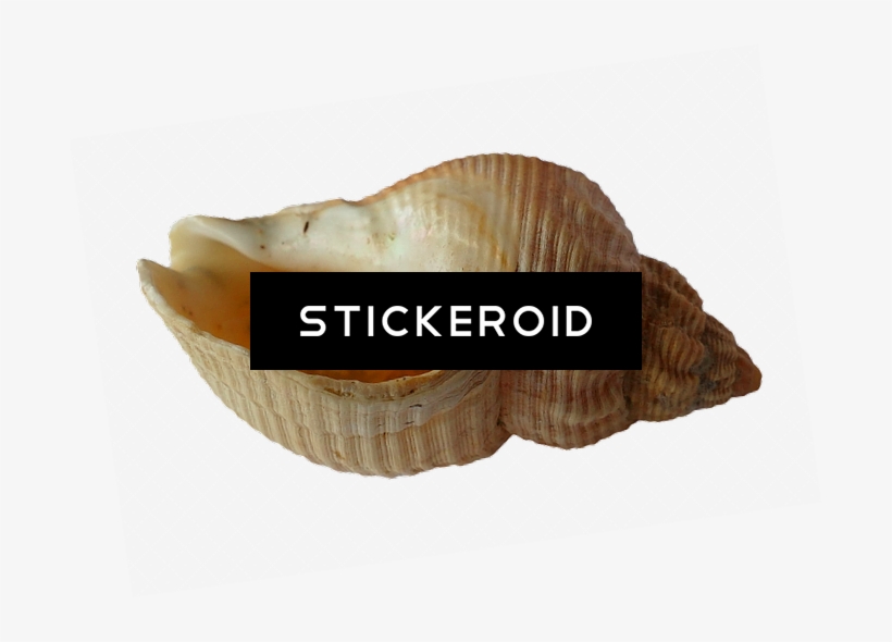 Seashell Animals - Cockle, transparent png download