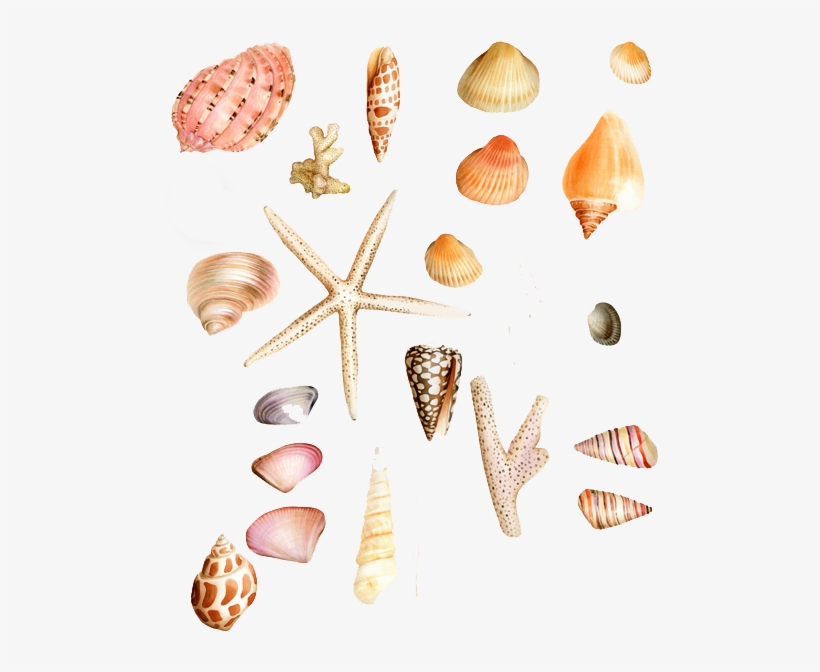 Seashell Clip Art - Shell, transparent png download